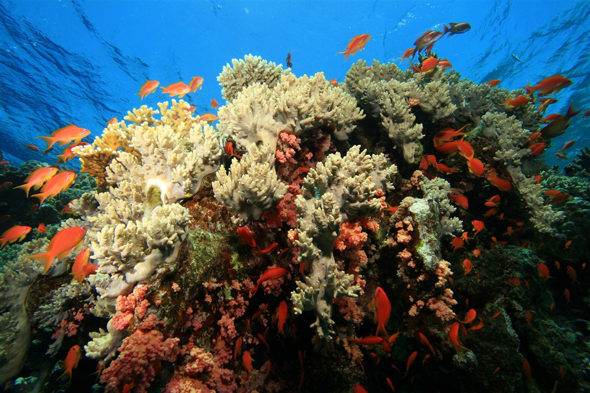Dahab and Blue Hole day trip from Sharm