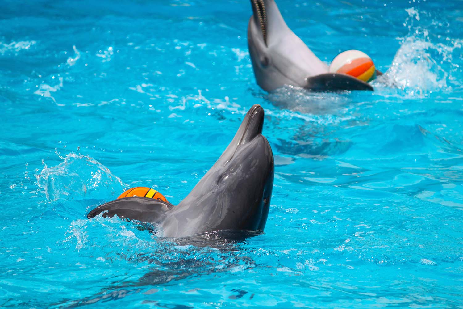 Dolphin Show excursion in Sharm El Sheikh