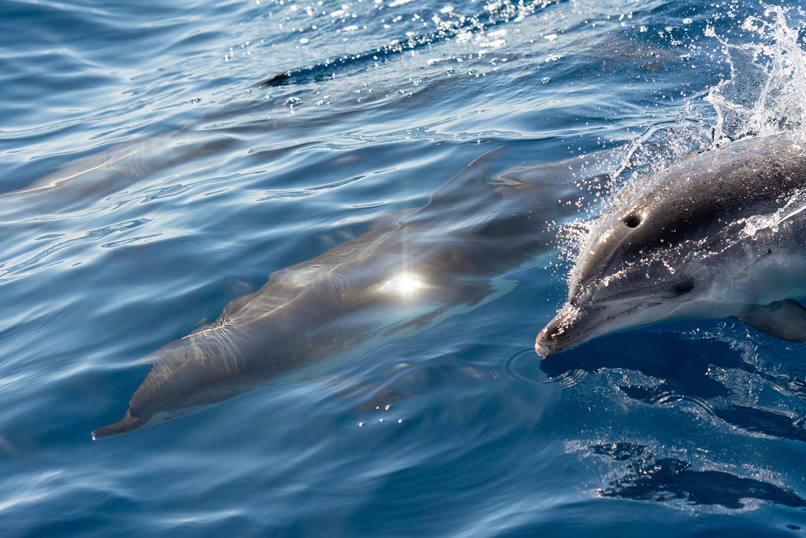 Dolphin House Boat Trip request setting