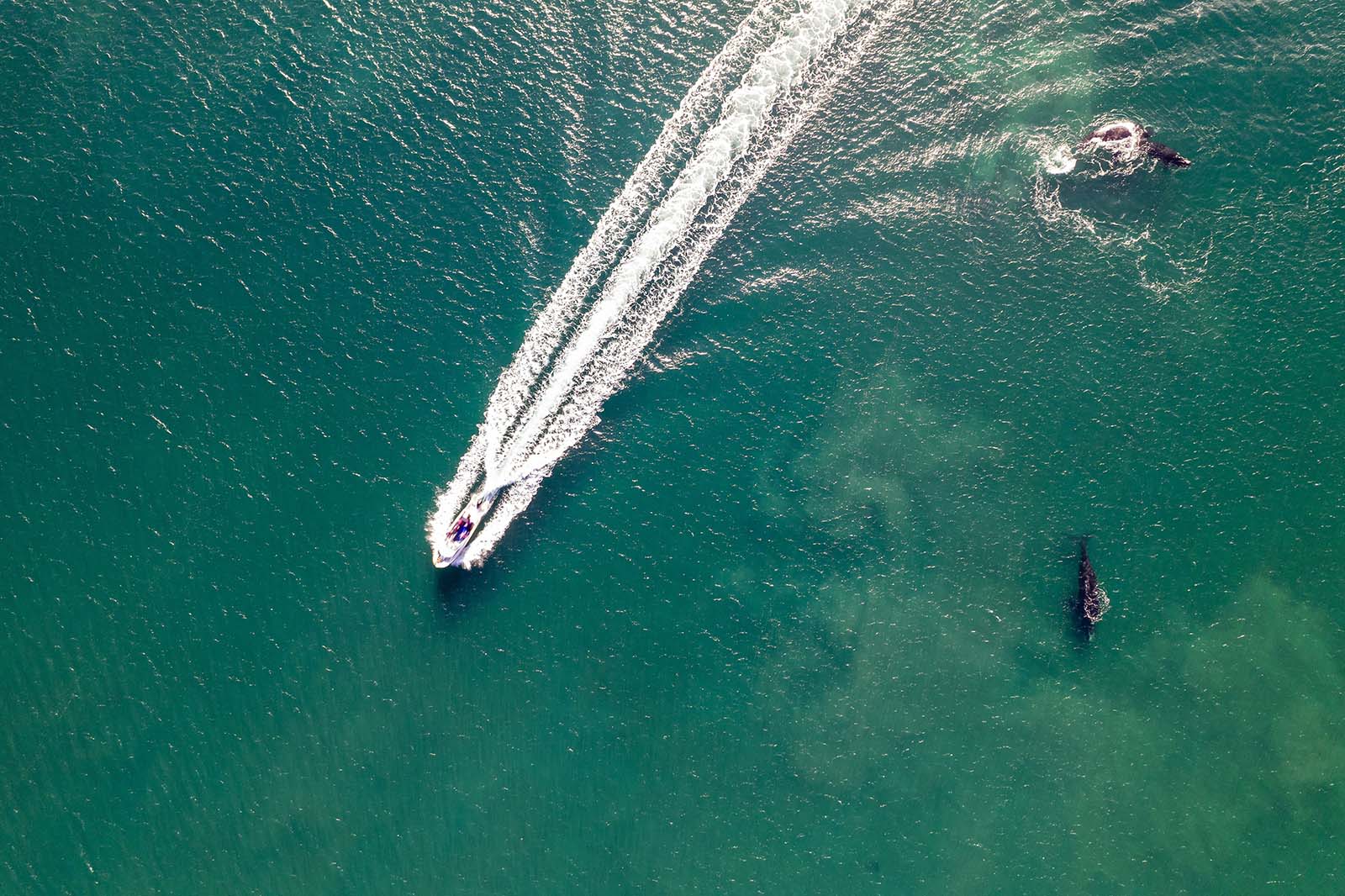 Private Speedboat related Red Sea setting
