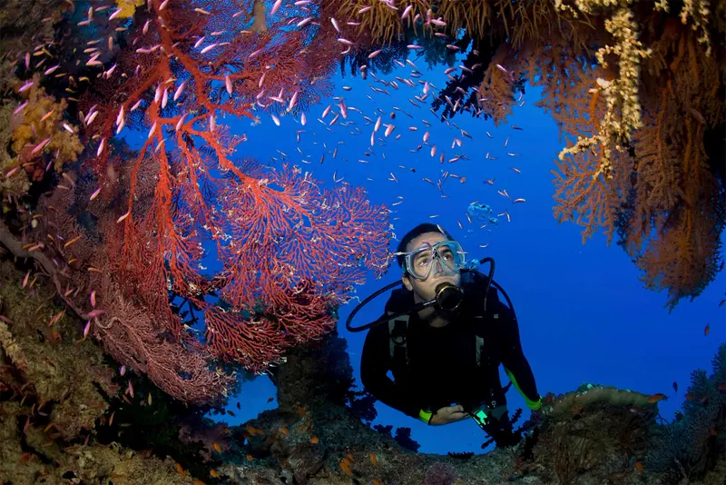 Diving excursion in the Red Sea